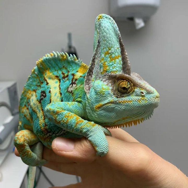 Camaleón velado sobre una mano en Amaita, veterinario de mascotas exóticas en Irún