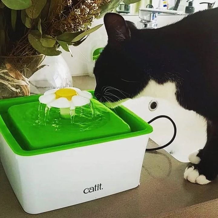Gato blanco y negro bebiendo de una fuente de agua para gatos