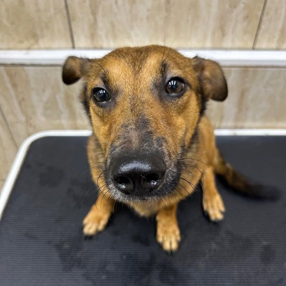 Perro sobre la mesa de exploración en la clínica veterinaria Amaita de Irún