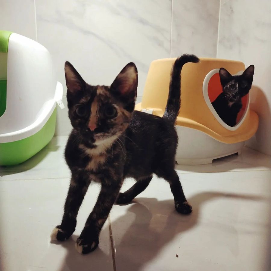Dos gatitos carey en adopción en Amaita, Irún, junto a sus camas