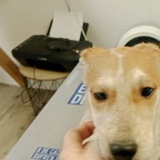 Perro sobre la mesa de exploración de la clínica veterinaria Amaita en Irún