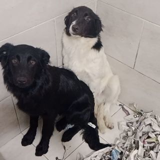 Dos perros que buscan hogar desde Amaita, Irún