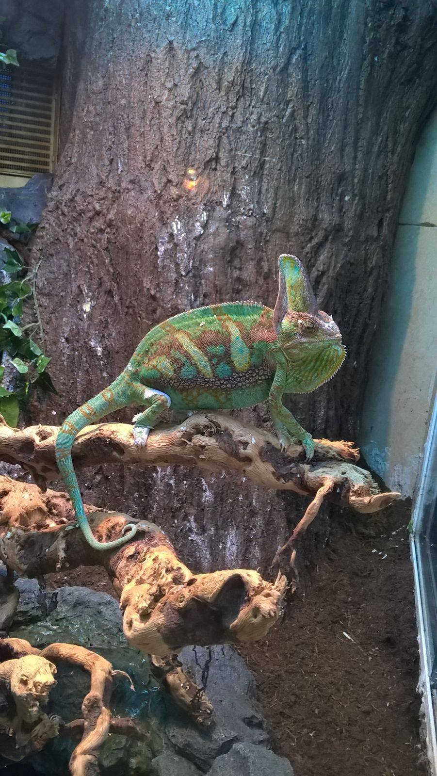 Veterinario de mascotas exóticas en Irún: reptiles, aves, conejos y hurones en Amaita