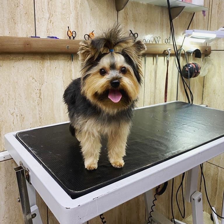 Perro en la mesa de peluquería canina de Amaita en Irún