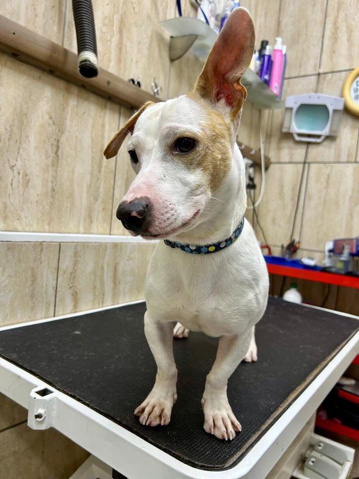 Perro blanco de pelo corto sobre la mesa de la peluquería canina de Amaita en Irún