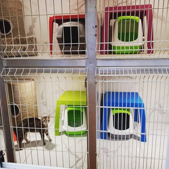 Habitaciones de la residencia felina de Amaita en Irún