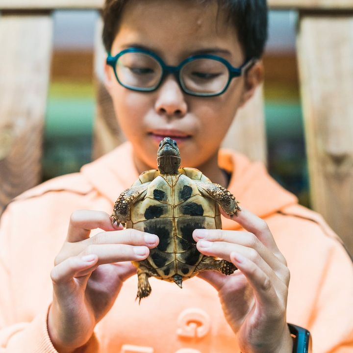 Niño con una tortuga de tierra en las manos en Amaita, Irún